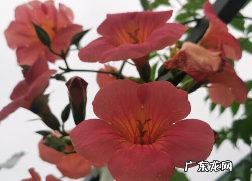 室外容易养的花卉有哪些