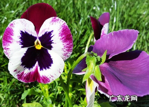 室外容易养的花卉有哪些