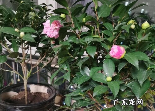 红土适合种什么植物