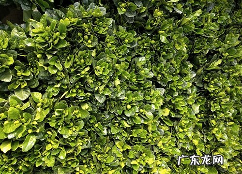 红土适合种什么植物
