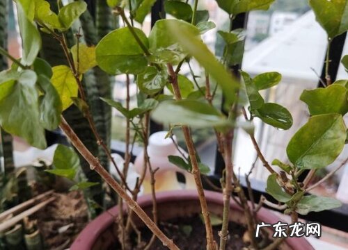 红土适合种什么植物
