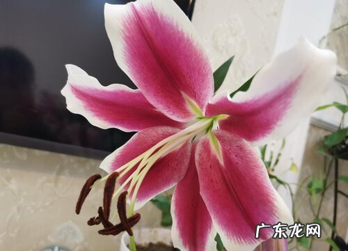 香水百合耐寒吗
