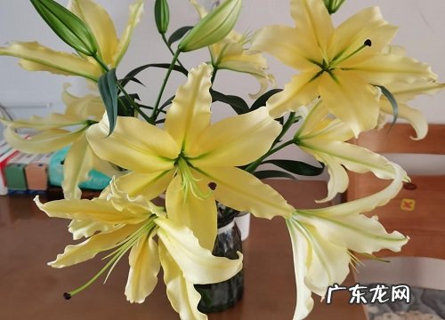 香水百合耐寒吗