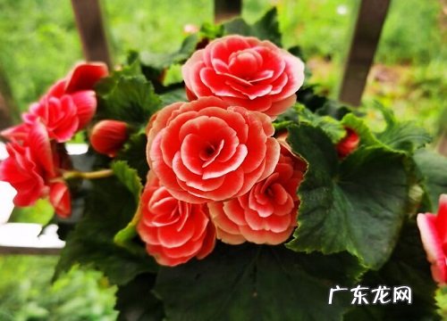 丽格海棠耐寒吗