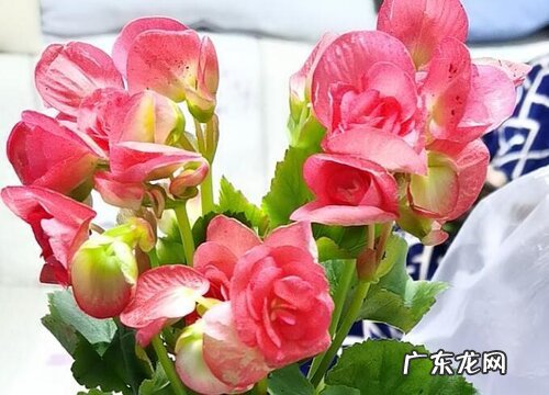 丽格海棠耐寒吗