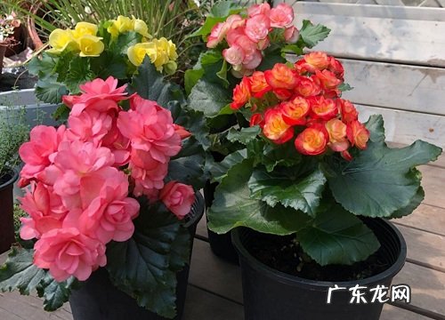 丽格海棠耐寒吗