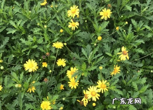 什么花的花语是永远幸福