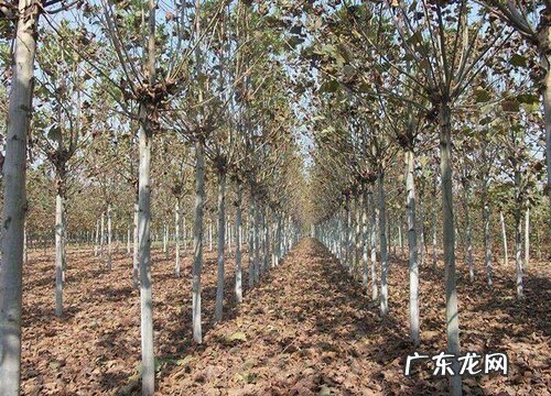 梧桐树果实有毒吗