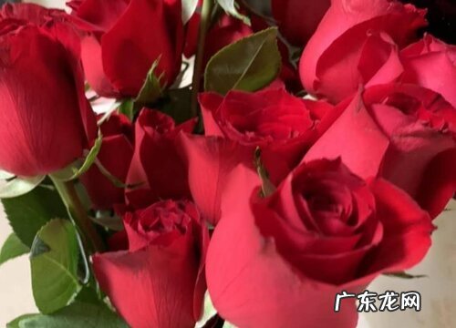 17朵玫瑰花花语代表什么意思