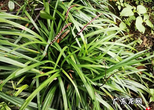 小庭院适合种什么植物
