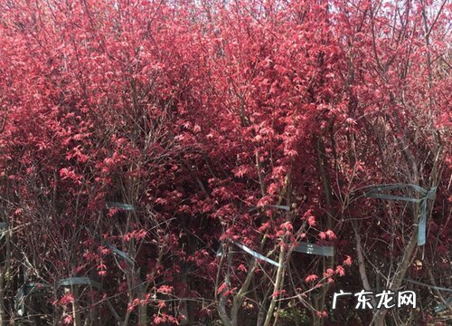 小庭院适合种什么植物