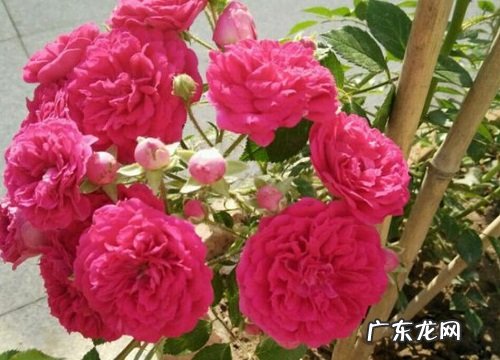 小庭院适合种什么植物