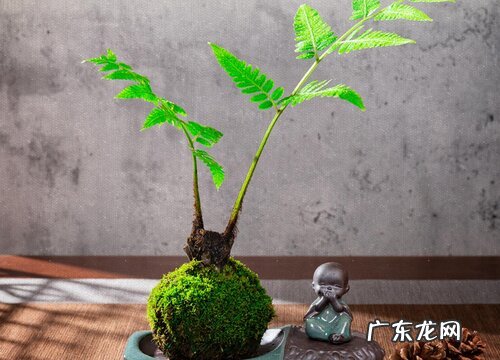 小庭院适合种什么植物