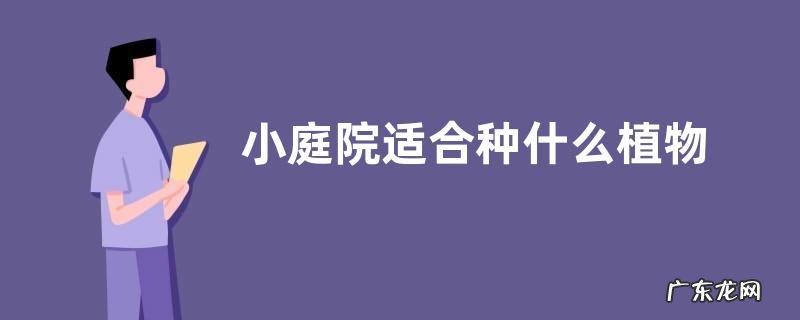 小庭院适合种什么植物