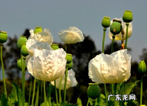 什么花的花语是忘了我