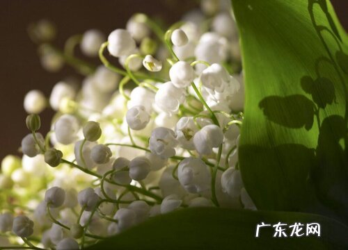 什么花的花语是忘了我