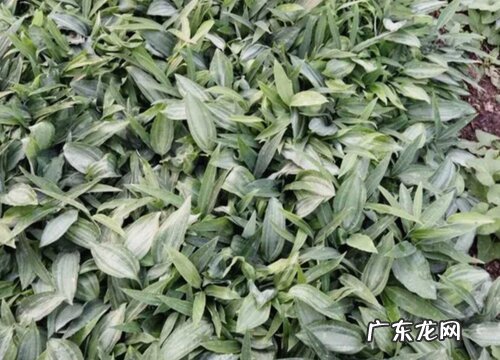 黄精块茎繁殖与种植方法