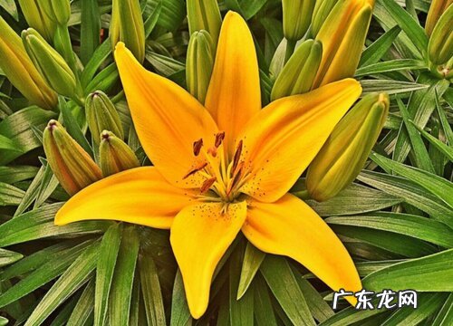 什么花的花语是失而复得