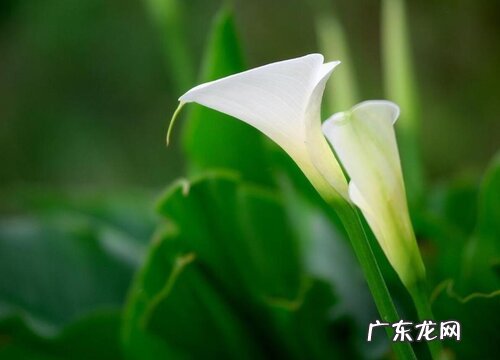 什么花的花语是失而复得