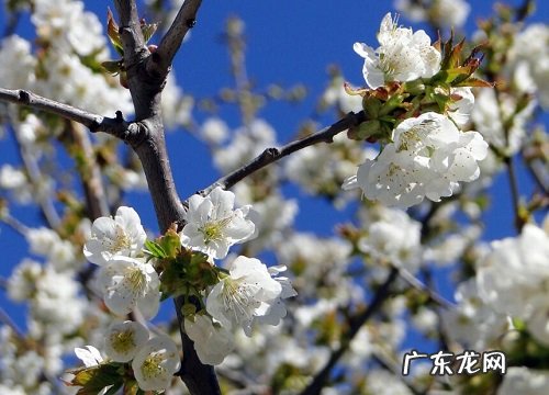 樱花是什么植物