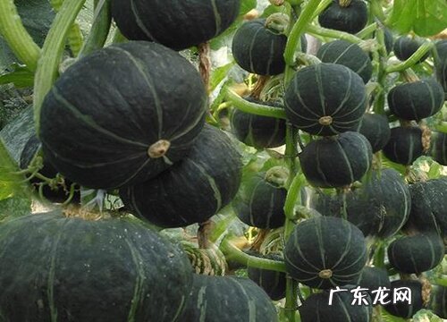 南瓜是什么形状