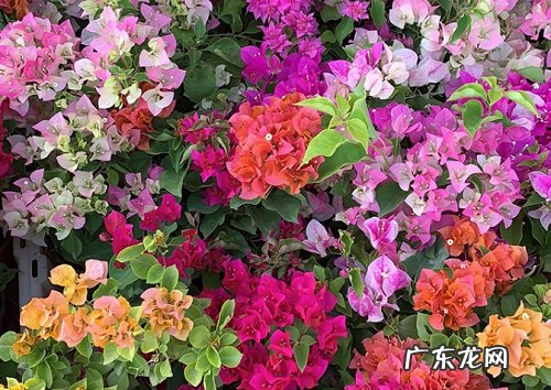 三角梅适合什么环境生长 养殖环境条件