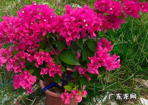 三角梅适合什么环境生长 养殖环境条件