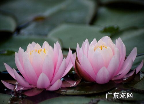 什么花的花语是妖艳