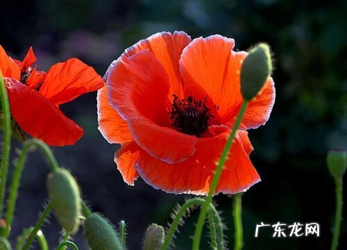 什么花的花语是妖艳