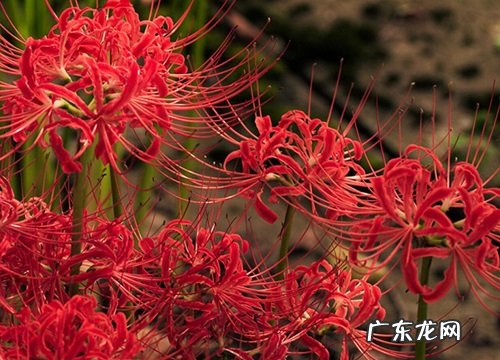 什么花的花语是妖艳