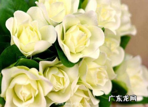 什么花的花语是背叛