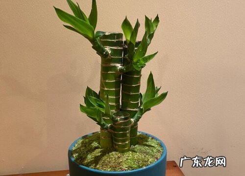 观音竹用什么土养好