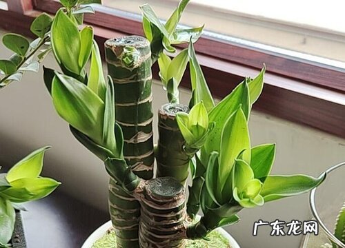 观音竹用什么土养好