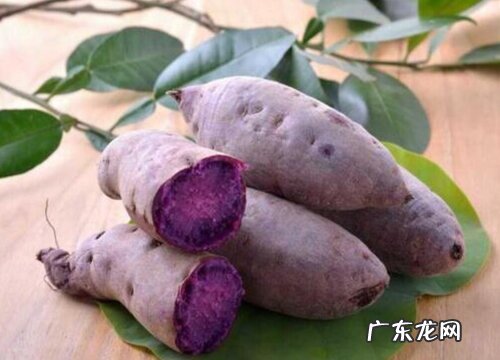 地瓜有多少品种