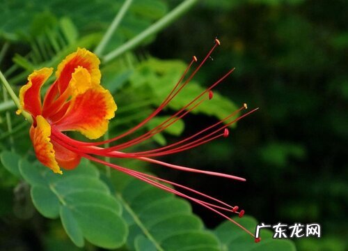 什么花的花语是分手快乐