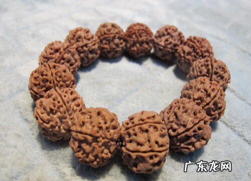 菩提子有多少品种