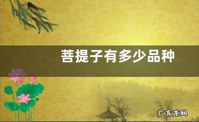 菩提子有多少品种