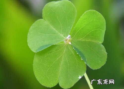 表示吉祥的花 花语是吉祥的花