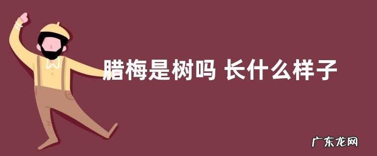 图片 腊梅是树吗 长什么样子