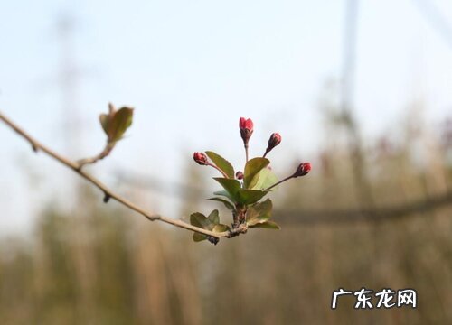 图片 腊梅是树吗 长什么样子