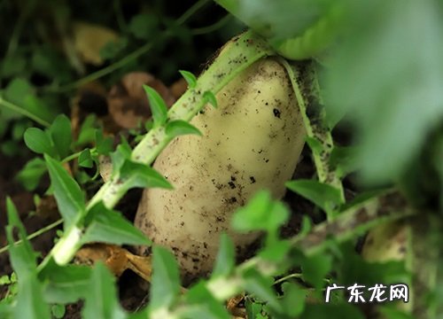 白萝卜产地在哪里