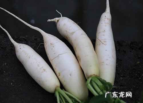 白萝卜产地在哪里