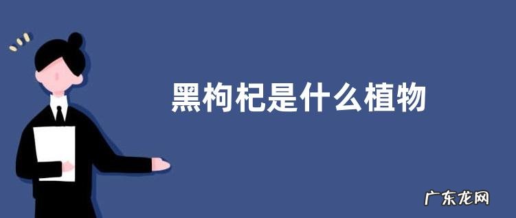 黑枸杞是什么植物