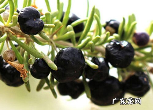 黑枸杞是什么植物