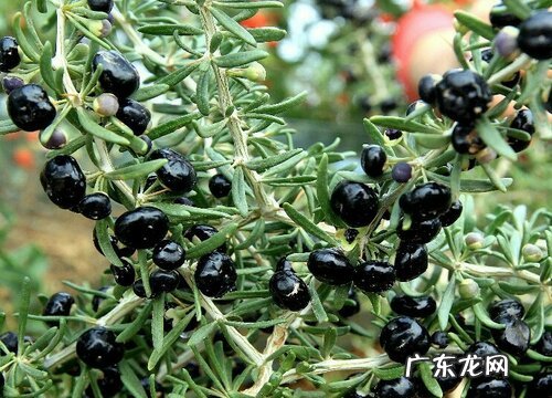 黑枸杞是什么植物