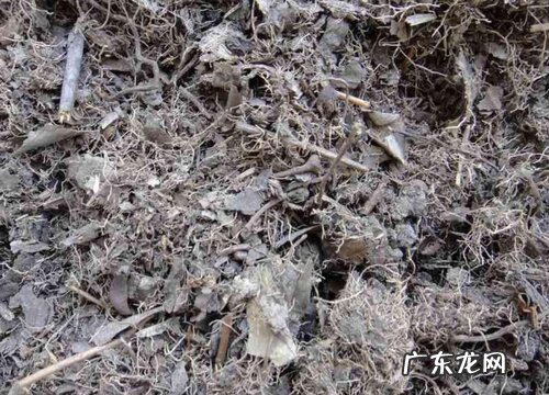 腐叶土可以种兰花吗