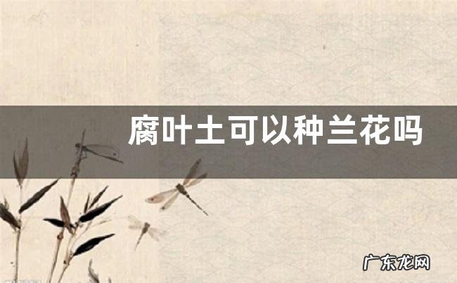 腐叶土可以种兰花吗