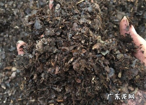 腐叶土可以种兰花吗