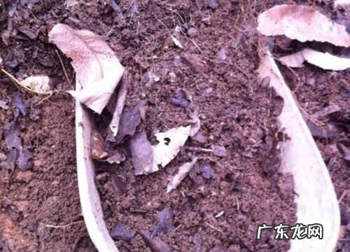 腐叶土可以种兰花吗