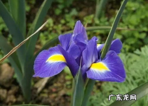 鸢尾兰叶尖发黄怎么办